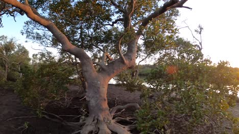 Mangroven-Und-Ein-Fluss-Im-Australischen-Outback-Bei-Sonnenaufgang