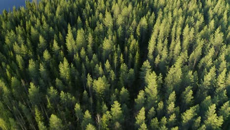 Aerial-Over-Coniferous-Forest-Peaks-In-Finland