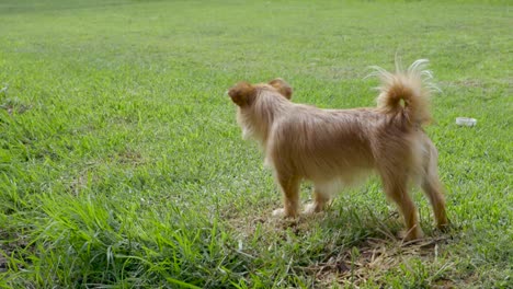 Cachorro-Verde-Disfrutando-Del-Viento-Y-La-Hierba