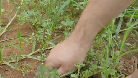 closeup-of-a-man-removing-weed-from-a-garden