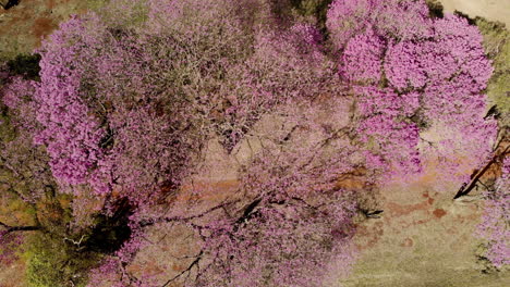 Aerial-view-of-a-beautiful-Flowering-pink-ipe-tree
