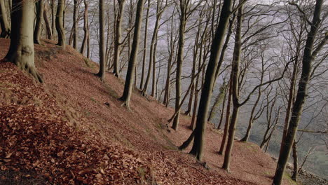 Zoom-in-on-giant-trees-in-a-deciduous-steep-coast-near-looking-on-a-fjord