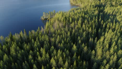 árboles-De-Agujas-Verdes-En-Un-Gran-Bosque-Junto-Al-Mar-Báltico-En-Un-Día-Soleado-En-Finlandia