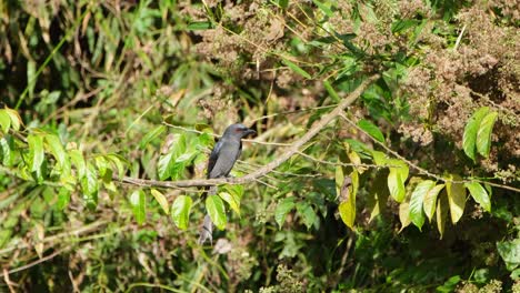 Ashy-Drongo-Dicrurus-leucophaeus-perched-on-a-branch-during-a-sunny-afternoon-looking-around-for-food-then-flies-away-to-catchy-an-insect-to-eat,-Khao-Yai-National-Park,-Thailand