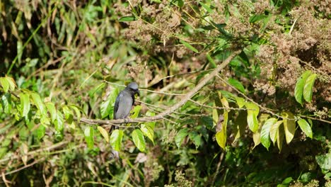 Ashy-Drongo-Dicrurus-leucophaeus-perched-on-a-branch-under-the-afternoon-sun-while-actively-looking-around-and-scanning-for-its-prey,-Khao-Yai-National-Park,-Thailand