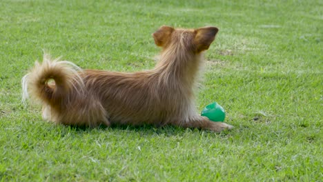 Brauner-Hund,-Der-Auf-Gras-Liegt-Und-Seinen-Grünen-Ball-Schützt