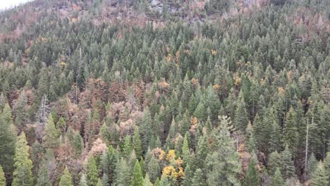 Aerial-view-of-pine-forest-autumn-central-California