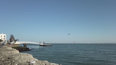 Seagulls-and-Pigeons-Flying-Near-Sea-Wall-At-Lisbon-Embankment-With-Pier-In-View-In-Background