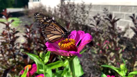 Monarch-Butterfly---A-monarch-butterfly-feeding-on-pink-Zenia-flowers-in-a-Summer-garden
