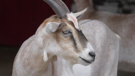 Close-up-portrait-of-a-goat