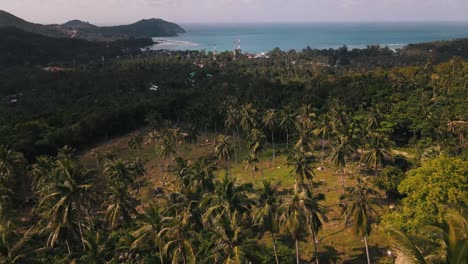 Huge-palm-trees-in-the-beautiful-nature-of-the-tourist-island-of-Koh-Pha-Ngan-with-Chaloklum-Beach-and-its-blue-sea-in-the-background