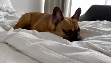 Nice-french-bulldog-little-short-hair-dog-resting-on-a-white-double-sized-bed-in-a-luxury-bedroom