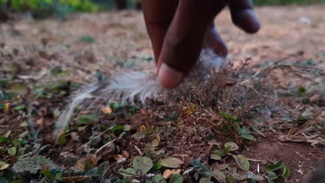 Close-up-of-hand-picking-up-white-feathers-from-ground-in-field