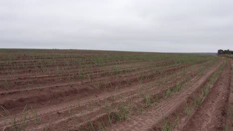 sugar-cane-farm-filmed-by-a-drone---horizontal