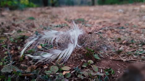 Close-up-zoom-in-shot-of-white-feathers-on-countryside-ground