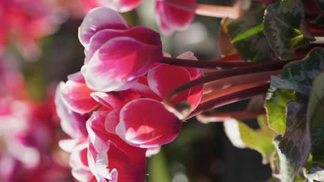 Vibrant-pink-tulips-growing-in-a-cluster---vertical-video-tilt-up-view