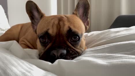 Traurige-Französische-Bulldogge,-Die-Im-Bett-Liegt