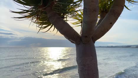 Sunny-tropical-sea-view-with-a-big-palm-tree,-relaxing-and-calm-holiday-destination-Marbella-Spain,-4K-static-shot