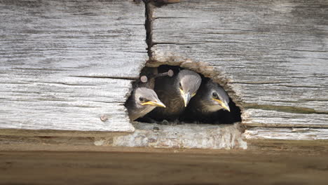 Junge-Europäische-Starjungvögel,-Die-Aus-Dem-Nest-In-Einem-Sparren-Zusehen