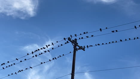 Silhouette-Vieler-Vögel,-Die-Auf-Stromleitungen-Sitzen