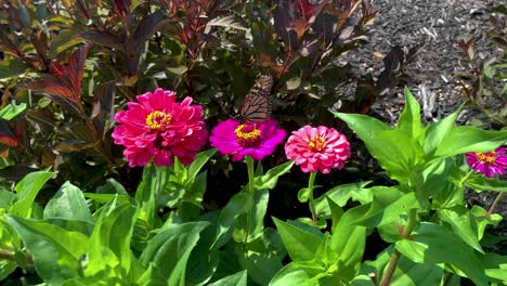 Monarchfalter---Ein-Monarchfalter,-Der-Sich-In-Einem-Sommergarten-Von-Rosafarbenen-Zenia-Blüten-Ernährt
