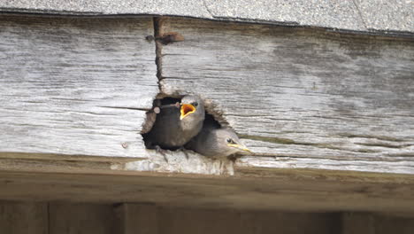 Young-Starling-fledglings-wait-for-food-in-a-barn-rafter