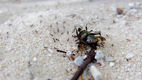 Ant-colony-using-teamwork-on-a-sandy-beach-to-move-a-large-dead-beetle-to-their-nest,-close-up-of-ants-and-beetle