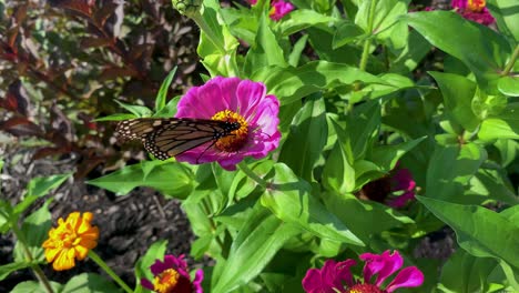 Monarch-Butterfly---A-monarch-butterfly-feeding-on-pink-Zenia-flowers-in-a-Summer-garden