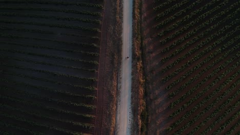 Topdown-follow-couple-walking-between-vineyards-field-during-sunset,-Portugal