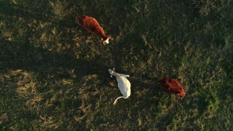 Brown-bull-herding-white-cow-around-paddock