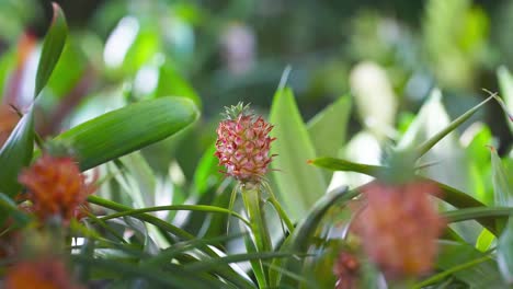 A-tiny-decorative-pineapple-plant-growing-in-a-botanical-garden
