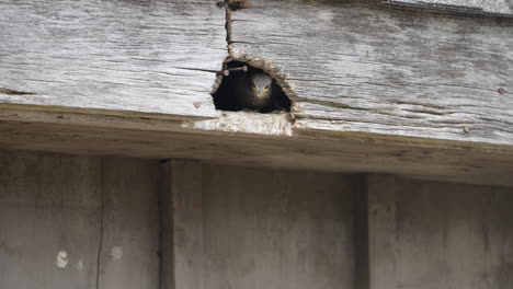 A-fledgling-starling-pokes-his-head-out-from-a-barn-rafter-waiting-for-lunch