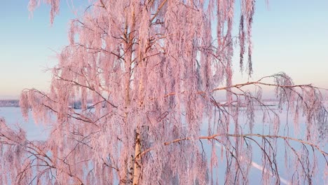 Frosty-birch-tree-on-sunny-day-and-snowy-winter-season,-aerial-ascend-close-up-shot