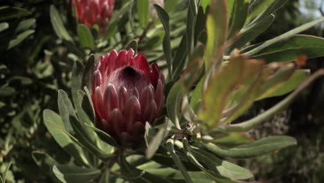 Rote-Königsprotea-Südafrikanische-Nationalblume