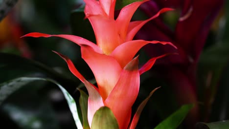 Una-Heliconia-Carinaea-Tropical-De-Flores-Asombrosamente-Vibrante-En-Primer-Plano