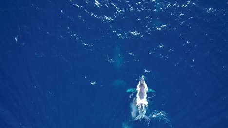 Mother-and-baby-whale-swim-in-deep-blue-ocean
