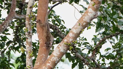 Small-toothed-Palm-Civet-Arctogalidia-trivirgata-seen-clinging-upside-down-on-the-trunk-of-a-tall-tree-then-jumps-to-the-other-trunk-with-precision,-Khao-Yai-National-Park,-Thailand