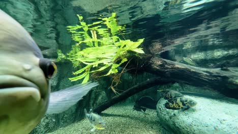 Extreme-Nahaufnahme-Profilaufnahme-Eines-Tiger-Oscar,-Astronotus-Ocellatus,-Der-Frei-Unter-Einem-Süßwasseraquarium-Bei-Singapore-River-Safari,-Mandai-Zoo,-Schwimmt