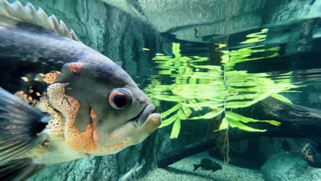 Freshwater-fish,-close-up-shot-of-tiger-oscar,-astronotus-ocellatus-swimming-and-floating-in-aquarium-water-tank-at-Singapore-safari-river-wonders,-Mandai-zoo