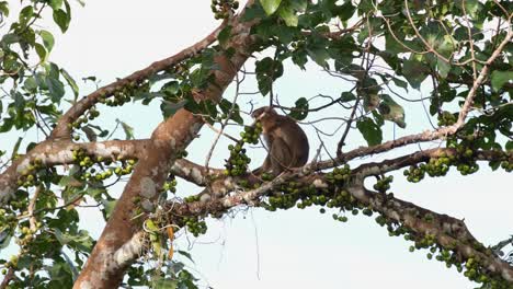 Northern-Pig-tailed-Macaque-Macaca-leonina-dseen-on-top-of-a-branch-eating-and-then-scratching-as-it-moves-away-to-the-left,-Khao-Yai-National-Park,-Thailand