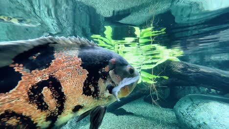 Close-up-shot-of-a-pair-of-tiger-oscar,-astronotus-ocellatus-swimming-freely-under-freshwater-aquarium-at-Singapore-river-safari,-mandai-zoo