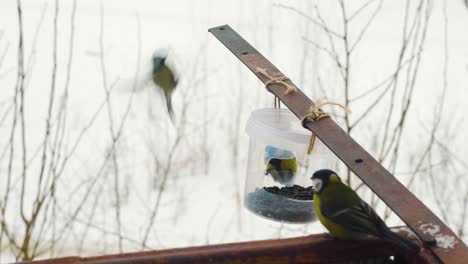 Kleine-Vögel,-Die-An-Einem-Kalten-Wintertag-In-Russland-Samen-Zum-Frühstück-Vom-Futterautomaten-Haben