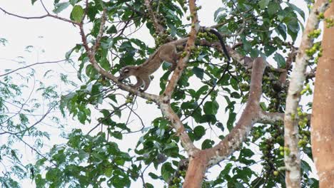 Small-toothed-Palm-Civet-Arctogalidia-trivirgata-climbing-down-and-going-up-to-the-left-ready-to-cross-to-another-branch,-Khao-Yai-National-Park,-Thailand