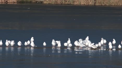 Black-Headed-Gulls,-Birds-On-Frozen-Winter-Pond-In-Slow-Motion
