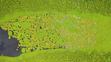 Cinematic-downward-angle-drone-shot-of-the-Amazon-river-with-lush-foliage-growing-on-the-water-in-Peru,-rising-upward