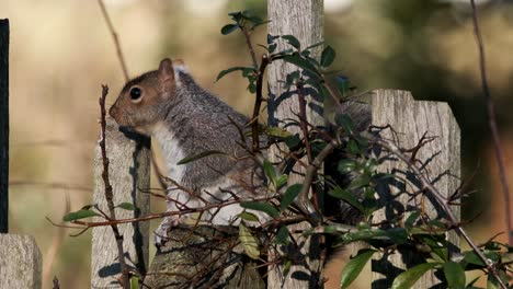 Graues-Eichhörnchen-Nagetier-Sitzend-Warten-Auf-Zaun-Uk
