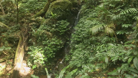 4k-Uhd-Slo-Mo-Weitwinkelaufnahme-Eines-Kleinen-Schnell-Fließenden-Wasserfalls-In-Einem-Tropischen-Bergregenwald-Mount-Cordeaux,-Main-Range-National-Park-Qld