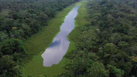 Cinematic-drone-shot-of-a-pond-in-the-Amazon-Rainforest,-with-the-lush-green-forest-all-around-the-water-in-Peru,-titling-upward