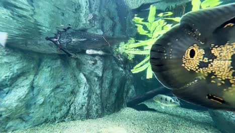 A-pair-of-tiger-oscar,-astronotus-ocellatus-swimming-freely-under-freshwater-aquarium-at-Singapore-river-safari,-mandai-zoo,-close-up-shot