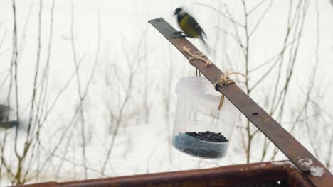 Pequeños-Pájaros-Titmouse-Obteniendo-Semillas-De-Girasol-Del-Alimentador-En-Un-Frío-Día-De-Nieve-En-Rusia